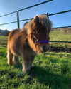 callieebullough Altpins Profile Picture