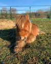 callieebullough Altpins Profile Picture
