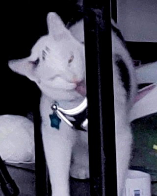 cat2_bat instagram image archive image