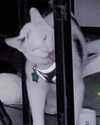 cat2_bat Altpins Profile Picture