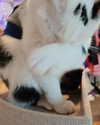 cat2_bat Altpins Profile Picture