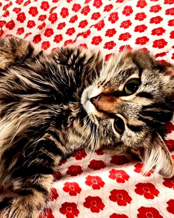 cat2_bat instagram image archive image
