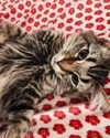 cat2_bat Altpins Profile Picture