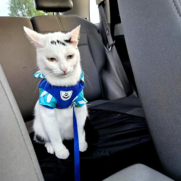 cat2_bat instagram image archive image