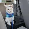 cat2_bat Altpins Profile Picture