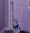 cat2_bat Altpins Profile Picture