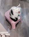 cat2_bat Altpins Profile Picture