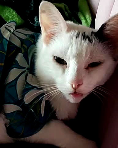 cat2_bat instagram image archive image
