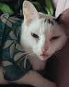 cat2_bat Altpins Profile Picture