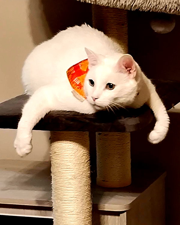cat2_bat instagram image archive image