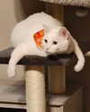 cat2_bat Altpins Profile Picture