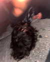 celecia Altpins Profile Picture