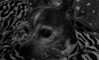 celecia Altpins Profile Picture