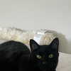 celecia Altpins Profile Picture