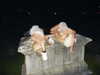 ch111oe Altpins Profile Picture