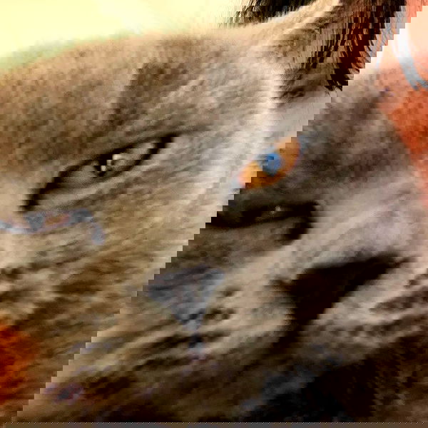 chibinekopurr chibinekopurr archive image