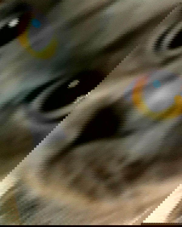 chibinekopurr chibinekopurr archive image