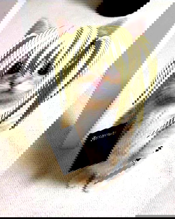 chibinekopurr chibinekopurr archive image