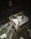 chica.niebla Altpins Profile Picture