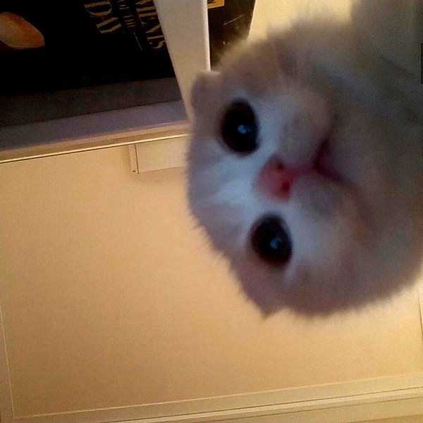 chica.niebla instagram image archive image