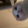 chica.niebla Altpins Profile Picture