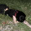 chica.niebla Altpins Profile Picture
