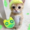 cinnannoe Altpins Profile Picture
