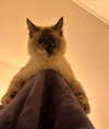 cinnannoe Altpins Profile Picture