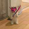 cinnannoe Altpins Profile Picture