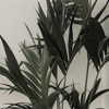 corinnemazzoli Altpins Profile Picture