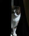 corinnemazzoli Altpins Profile Picture