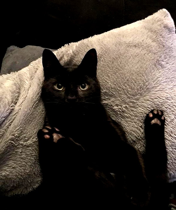 cyberkitty_____ instagram image archive image
