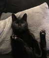 cyberkitty_____ Altpins Profile Picture