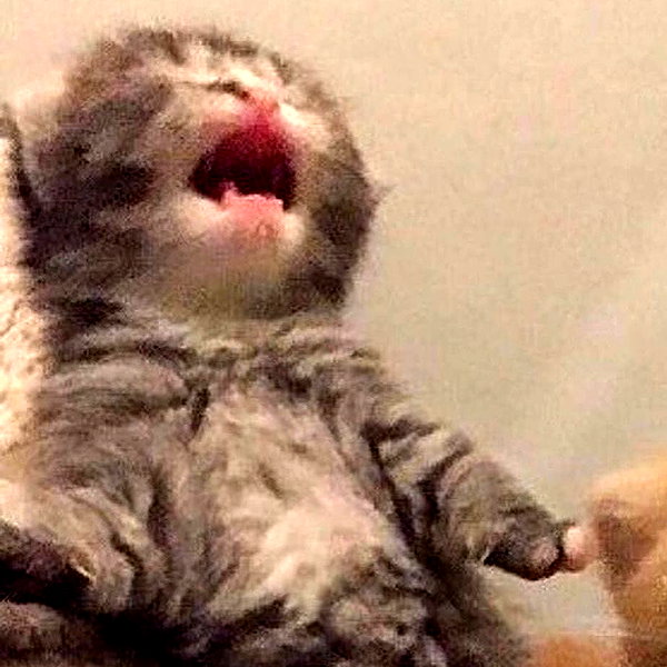 cyberkitty_____ instagram image archive image