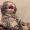 cyberkitty_____ Altpins Profile Picture