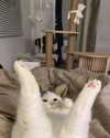 cyberkitty_____ Altpins Profile Picture