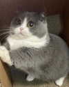 cyberkitty_____ Altpins Profile Picture