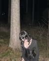 d3ad.doll Altpins Profile Picture
