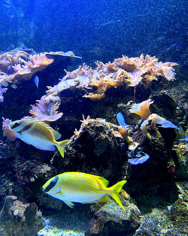 d3ad.doll instagram image archive image