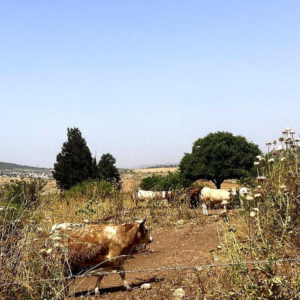 dafna_moshe_ dafna_moshe_ archive image