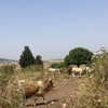 dafna_moshe_ Altpins Profile Picture