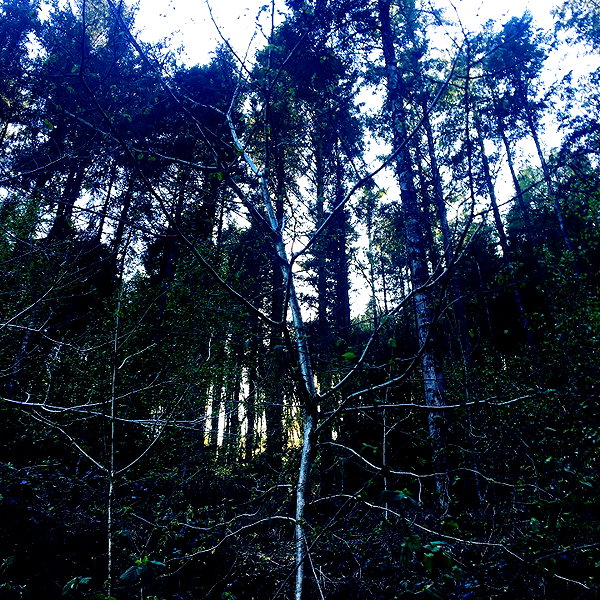 daisystorey_x daisystorey_x archive image