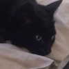 daisystorey_x Altpins Profile Picture