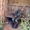 dana_michaeli_ Altpins Profile Picture