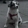 daniela.pritika Altpins Profile Picture