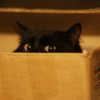 didicandy666 Altpins Profile Picture