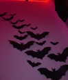 draculula Altpins Profile Picture