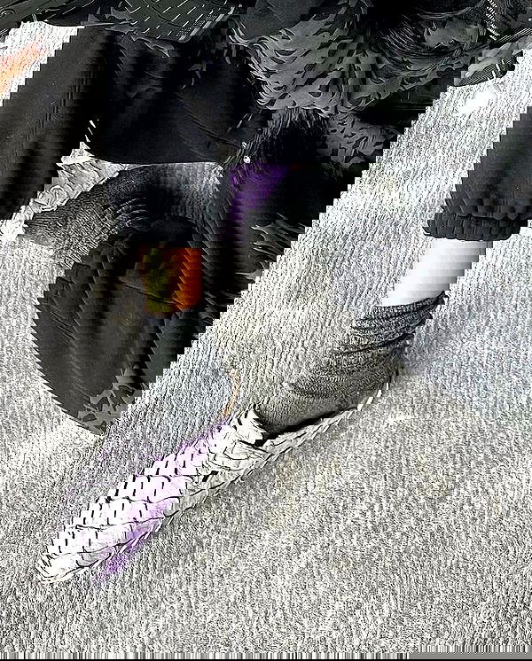 dreambabydrea dreambabydrea archive image