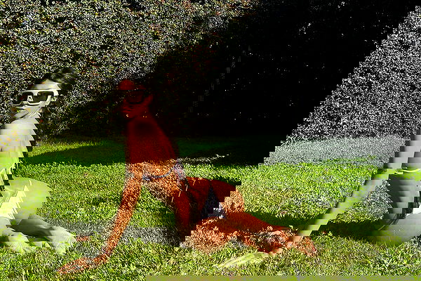 dreambabydrea dreambabydrea archive image