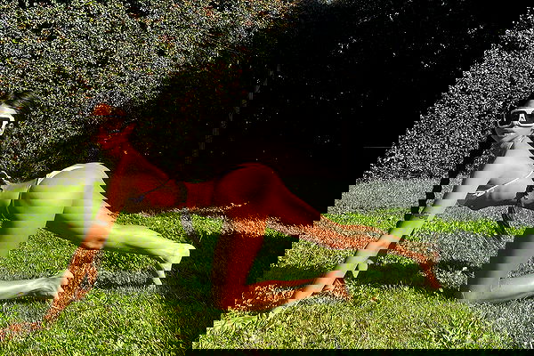 dreambabydrea dreambabydrea archive image